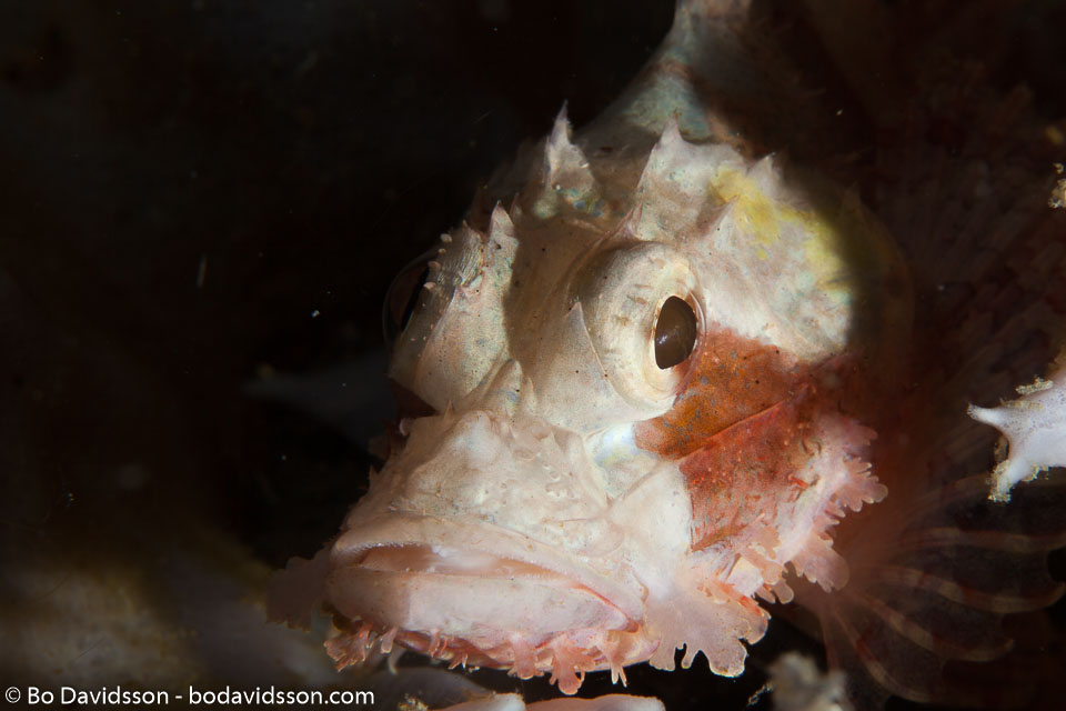 BD-141019-Komodo-5653-Scorpaenopsis-oxycephala-(Bleeker.-1849)-[Caledonian-devilfish].jpg